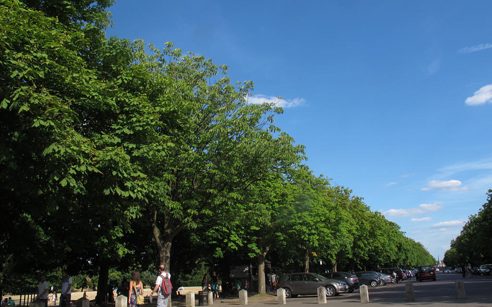 Plane-tree avenue path in Greenwich Park — a dog-friendly walk before a nearby pint.