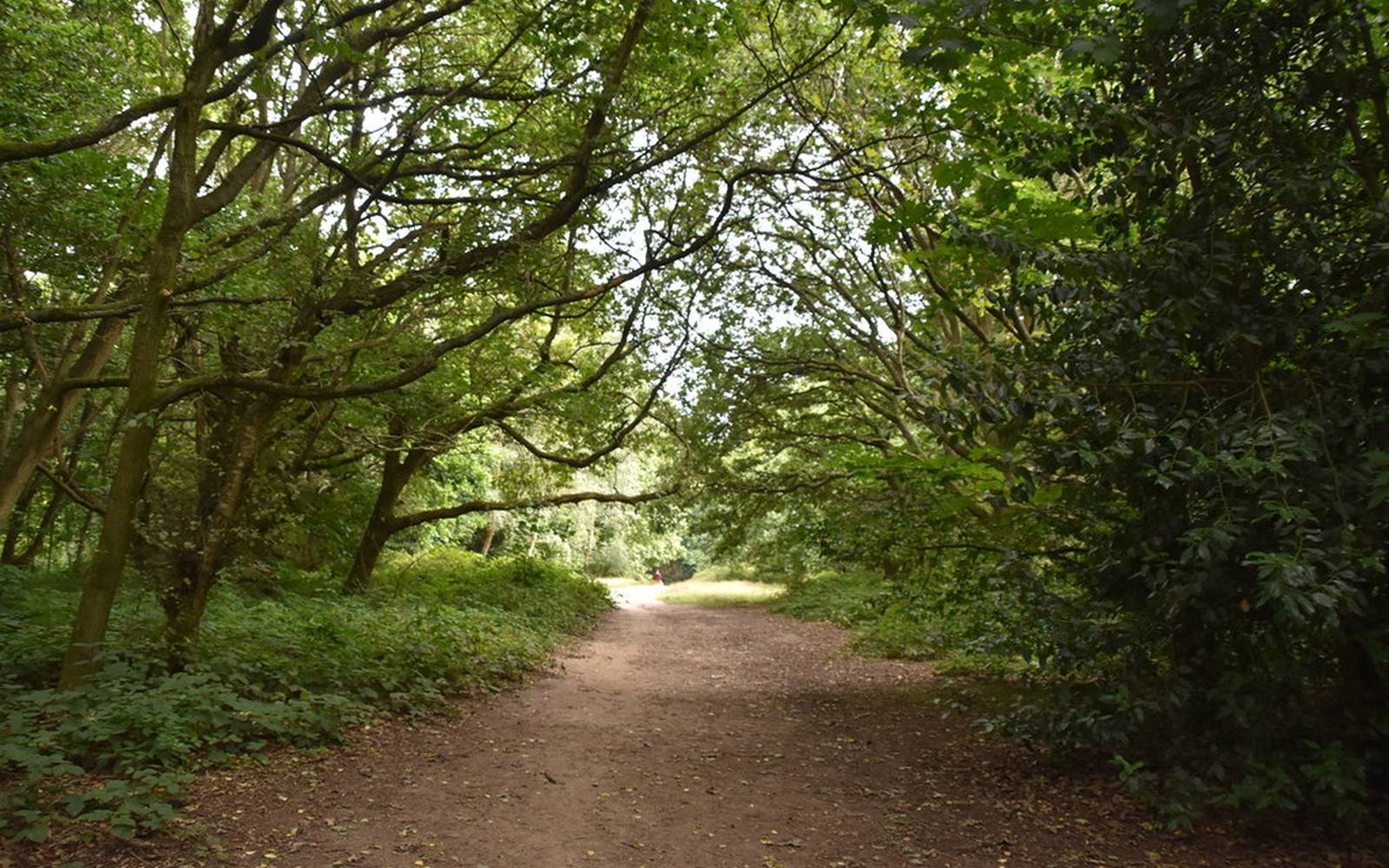 Woodland path on Hampstead Heath — a walk and a pint before the Tube home.
