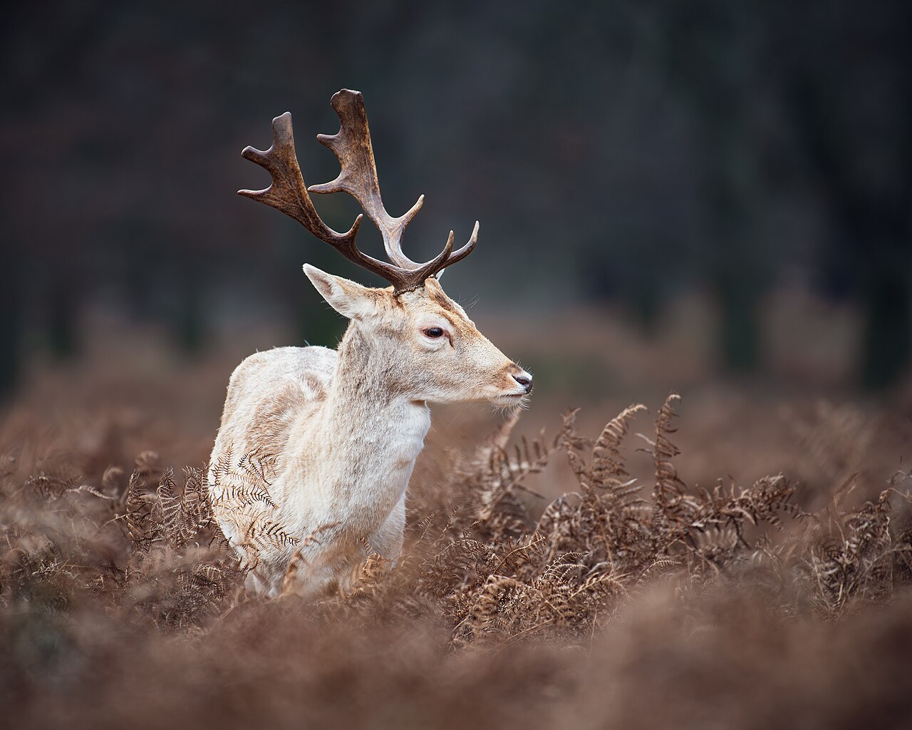 Fallow deer in Richmond Park - a dog walk on park paths before a pint at a named gate.