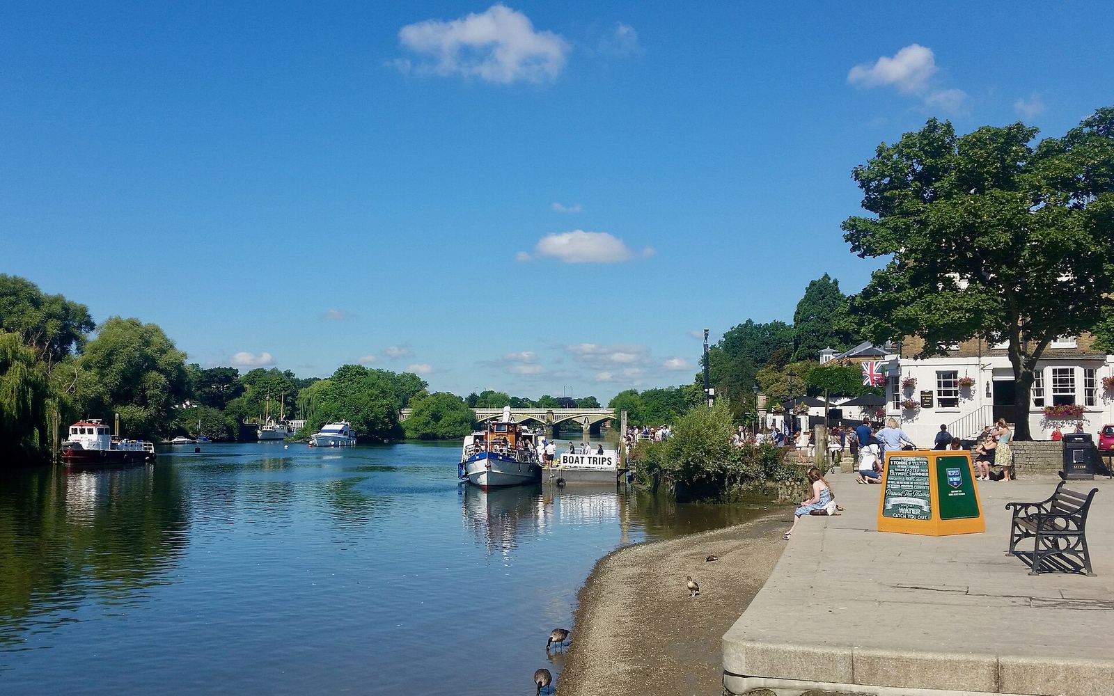 Daylight Thames riverside at Richmond — a towpath dog walk before the pub.