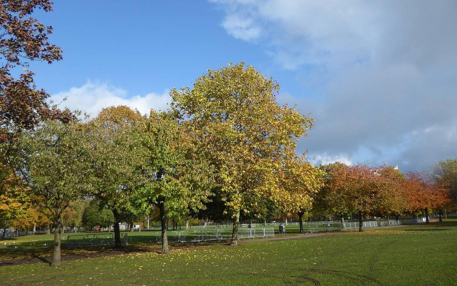 Tree-lined paths in Victoria Park, Hackney — a dog-friendly east London walk before a nearby pint.