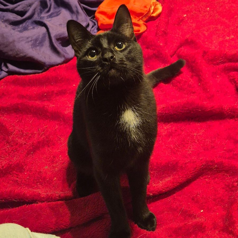 Lady Dinah's Cat Emporium. photo by Lady Dinah's Cat Emporium